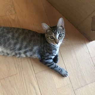利発活発なメグちゃん4ヶ月