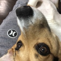 こてつ