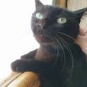 帰らぬ飼い主を待ち続けるクロちゃん