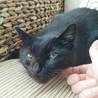 帰らぬ飼い主を待ち続けるクロちゃん サムネイル7