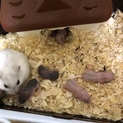 ジャンガリアンハムスターの赤ちゃん