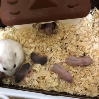 ジャンガリアンハムスターの赤ちゃん
