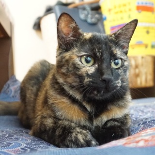 里親さん決定しました。ありがとうございます！