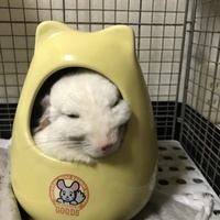 チンチラ