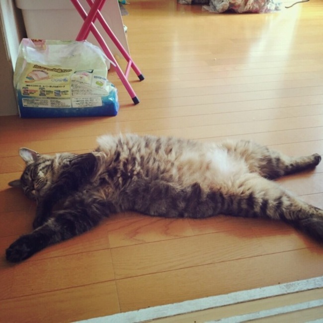 えりじょんのカバー写真