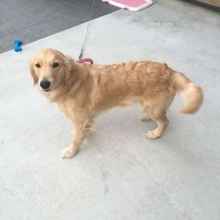ゴールデンレトリバー