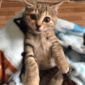 おめめまんまる☆ とっても美人なレクサスちゃん