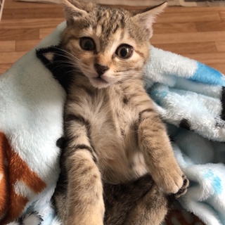 おめめまんまる☆ とっても美人なレクサスちゃん
