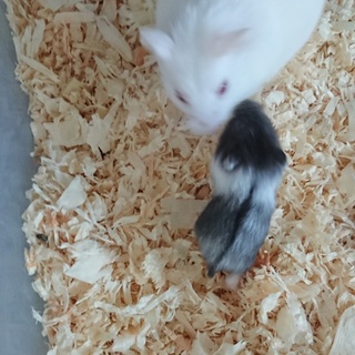 キャンベルハムスターの里親様募集