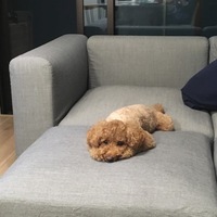 まこ