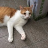 ちび