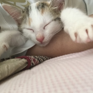 子猫里親募集!!三毛猫保護しました！
