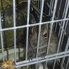 デグーの赤ちゃん サムネイル3