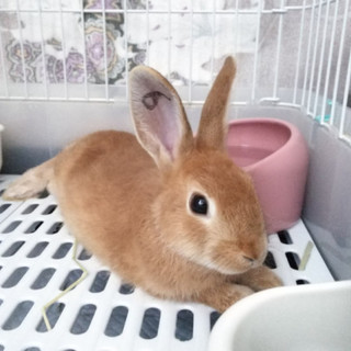 保護うさぎ(温泉うさぎ) こまちくん