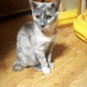 【静岡市】パステルサビ仔猫 里親さん募集