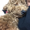 ま