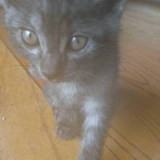 子猫2匹里親募集