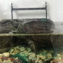 クサガメ？の里親募集！