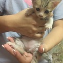 仔猫ちゃんの里親募集！