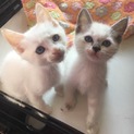可愛い仔猫ちゃんの里親募集！
