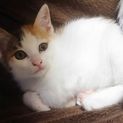 人気の三毛猫☆ 美人ないこちゃん
