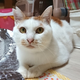 わらびです！ちゅーる大好き！勇気が出るんだ～