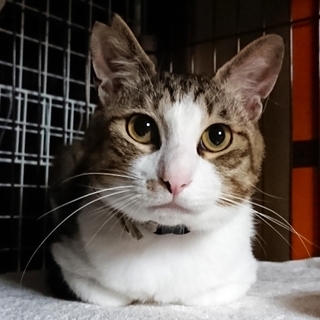 うどんです！甘ったれでヤンチャで活発に遊んでます！