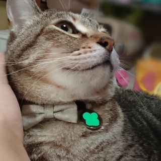 猫も人も大好きの寂しがりやな“きじきじ”です！