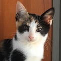 美形三毛さん２カ月