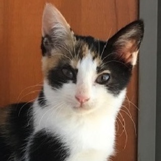 美形三毛さん２カ月
