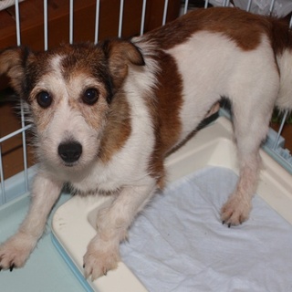 お転婆ですがとっても懐こくていい子です。