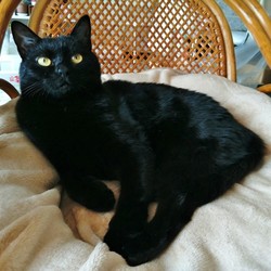 「猫が顔を舐める」サムネイル1