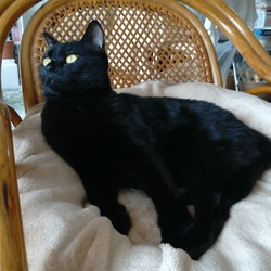 「猫が顔を舐める」サムネイル2