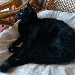 「猫が顔を舐める」サムネイル3