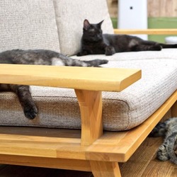 東京・赤羽に保護猫カフェが先月オープン！毎日譲渡会
