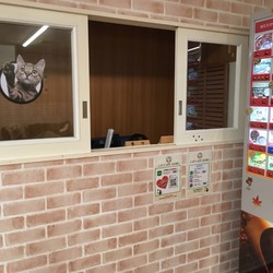東京・赤羽に保護猫カフェが先月オープン！毎日譲渡会