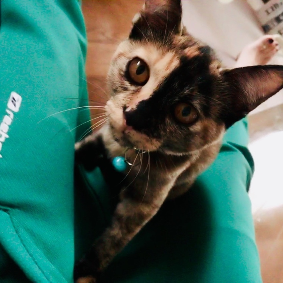 ちょびのカバー写真