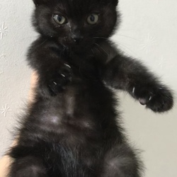 10月20日(土)に愛知県豊川市で譲渡会