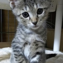 10月20日(土)に愛知県豊川市で譲渡会 サムネイル3