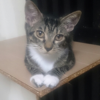 キジシロ女の子さきちゃん