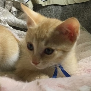 茶トラのイケメン男子です！