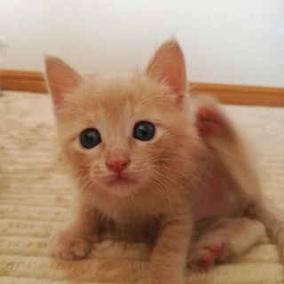 人工保育中の子猫だんごちゃん♪