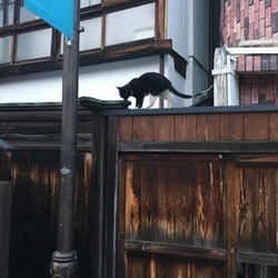 殺処分について。