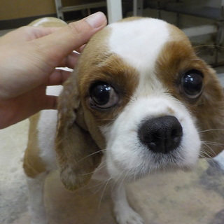 里親様決定！とっても優しいパコちゃん　6才の女の子