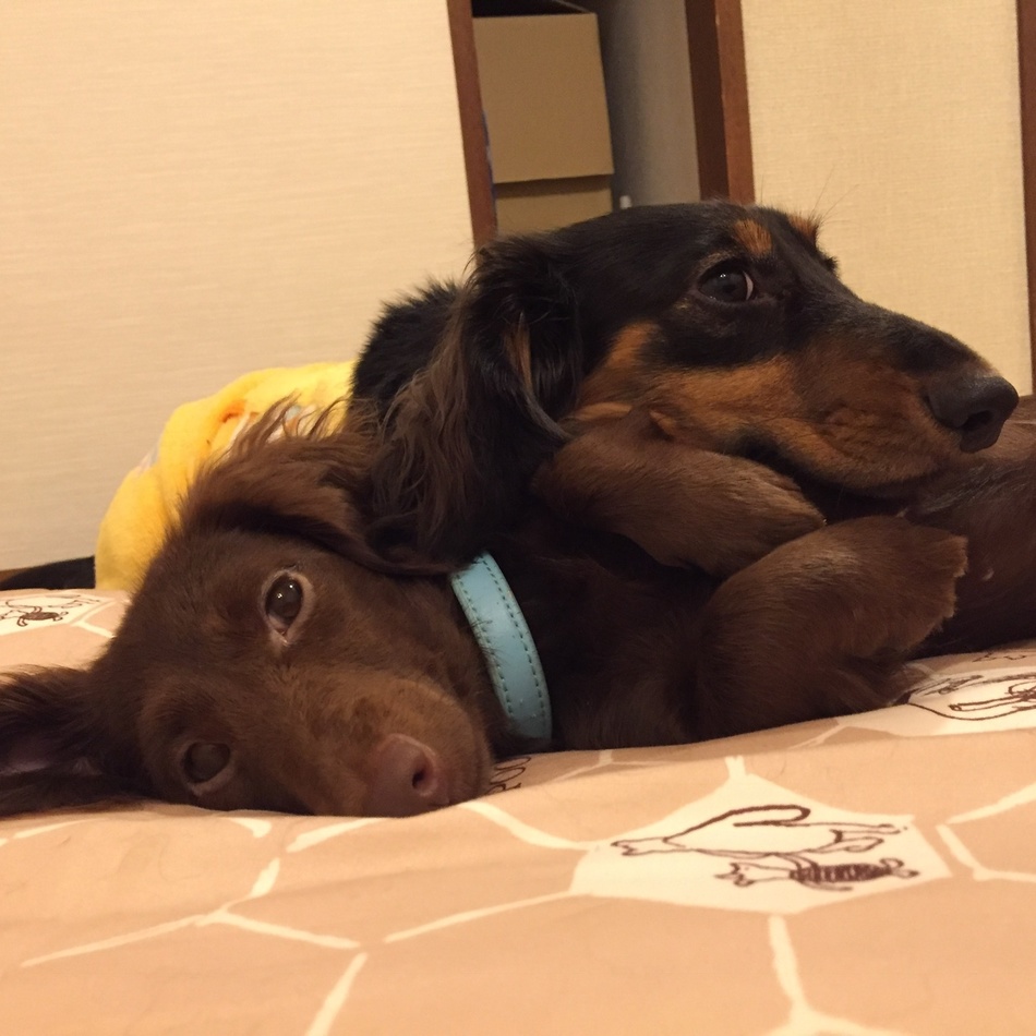 スリンキーのカバー写真