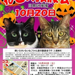 ★10月20日(土)「ねこの譲渡会 目黒区後援」smile cat@中目黒(室内)
