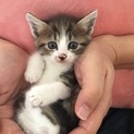 超まんまるなシロキジの子猫ちゃん　オス