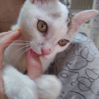 里親成立☆殿くんワクチン済
