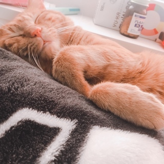 猫の里親を募集しております！