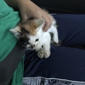１ヶ月ちょっとの三毛猫
